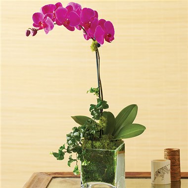 Purple Phalaenopsis Orchid